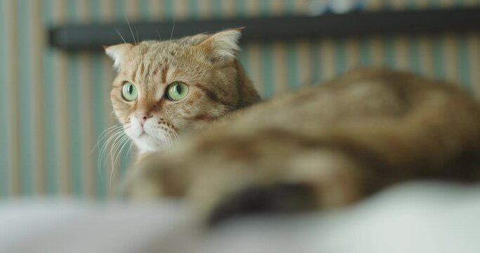 A respectable red cat is resting on the bed. He's a pro at lying on the couch