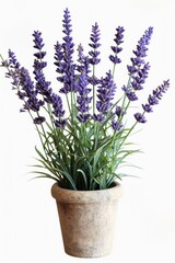 A potted plant with purple flowers on a white background. Suitable for home decor and gardening themes