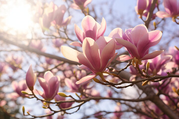 Magnolia blossoms against a blue sky, in the style of light pink and violet, backlight, wimmelbilder, selective focus, large canvas format

