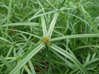 grass with dew drops
