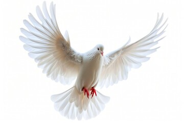 Fototapeta premium A beautiful white dove soaring through the air with its wings fully extended. Perfect for symbolic representations of peace and freedom.