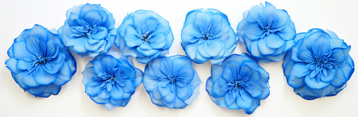 Images of blue carnation flowers, in the style of fisheye lens, white background, shaped canvas, flower power, golden ratio, use of bright colors, cyan and blue

