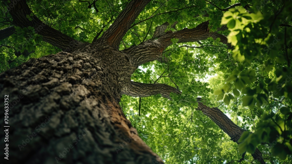 Aufkleber a large tree standing in the middle of a dense forest. perfect for nature and landscape themes