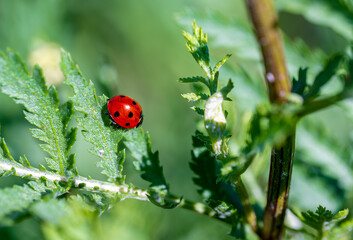A ladybug on the green leaves of a flower in close-up.