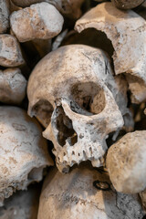 Skulls on display in the Ossuary in Kranj city, Slovenia.