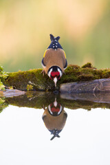 Woodpecker Drinking