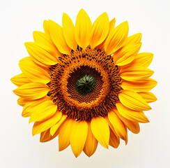 Sunflower, isolated and background, closeup, in the style of shaped canvas, fisheye lens, colorized, iconic, dansaekhwa, large canvas format, white background

