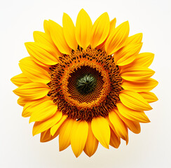 Fototapeta premium Sunflower, isolated and background, closeup, in the style of shaped canvas, fisheye lens, colorized, iconic, dansaekhwa, large canvas format, white background