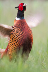 Pheasant Male