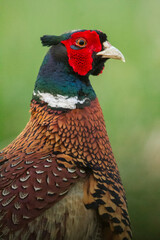 Pheasant Male Portrait
