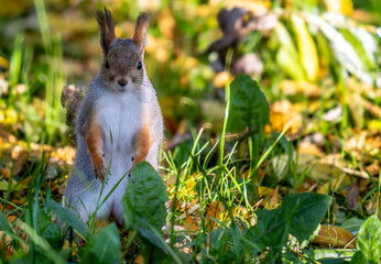 A squirrel stands in the green grass in close-up.