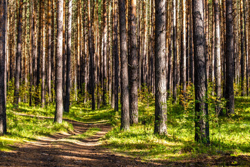Fototapeta premium A dirt road in a green forest on a spring day.