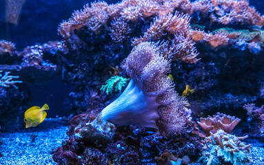 Fototapeta na wymiar Fish and corals in an aquarium behind glass.