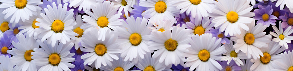 Fototapeta premium A beautiful field of daisies and white, in the style of violet and gold, vray, wimmelbilder, rectangular fields, wollensak 127mm f/4.7 ektar, white and azure, birds-eye-view
