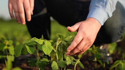farmer checking hand green seedlings sunset field, business growing plant sprouts, concept healthy...