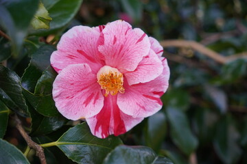 early blooming camellia flower. flowering bush in garden. isolated pink flower head
