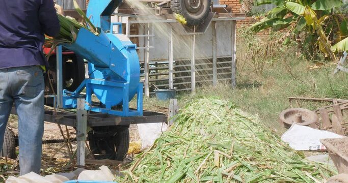 Corn leaves being shredded with a shredding machine,  leaving a pile of shredded plants on the tarpaulin