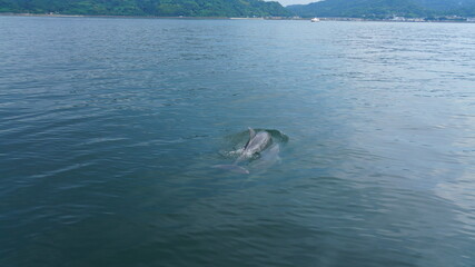 天草のイルカファミリー　ミナミハンドウイルカDolphin