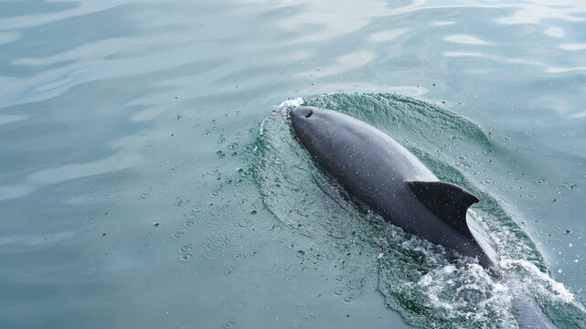 天草のイルカファミリー　ミナミハンドウイルカDolphin
