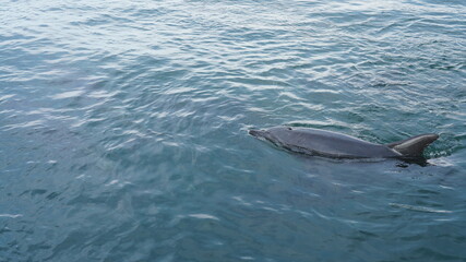 天草のイルカファミリー　ミナミハンドウイルカDolphin