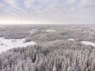 snow and frost covered trees on a hill in winter forest