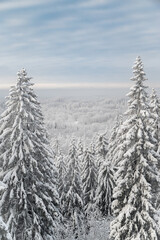 snow and frost covered spruce trees on a hill in winter forest
