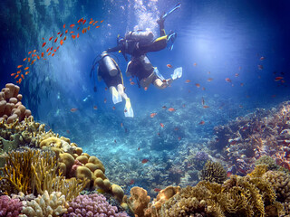 Underwater Scuba divers enjoy Explore reef Sea life - 709639771