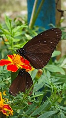 Brown butterfly on colorful flower.