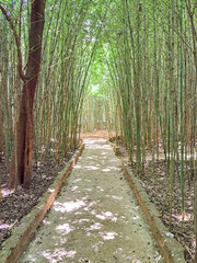 Cement path followed by bamboo trees on both sides with entrance on the right.