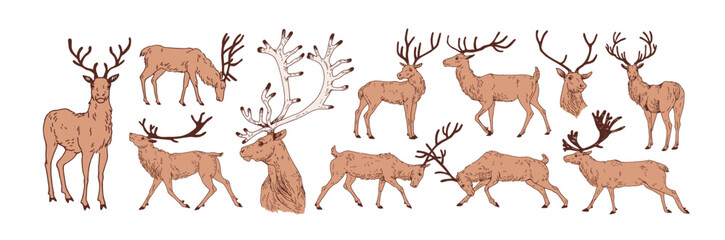 Naklejka na ściany i meble Deer sketches, vintage drawings set. Reindeer, stag, antlers in retro detailed realistic style. Northern forest wild animal. Hand-drawn graphic vector illustration isolated on white background