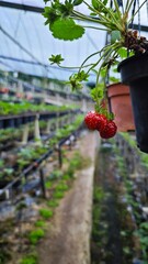 Strawberries in strawberry plantation