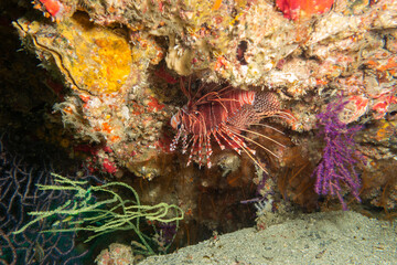 Lionfish under a rock, Musandam, Oman