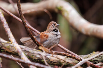 可愛いカヤクグリ（イワヒバリ科）。

日本国神奈川県相模原市、早戸川林道にて。
2024年1月3日撮影。

A Lovely Japanese Accentor (Prunella rubida, family comprising Rock larks).

At Hayatogawa forest road, Sagamihara, Kanagawa, Japan,
photo by janu