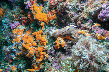 Nudibranch on a coral Reef, Musandam, Oman
