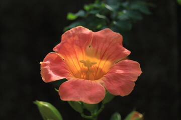 Fototapeta premium red poppy flower