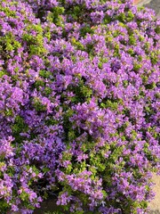 Linh Sam are growing up in the garden and green leaf.