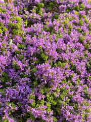 Linh Sam are growing up in the garden and green leaf.