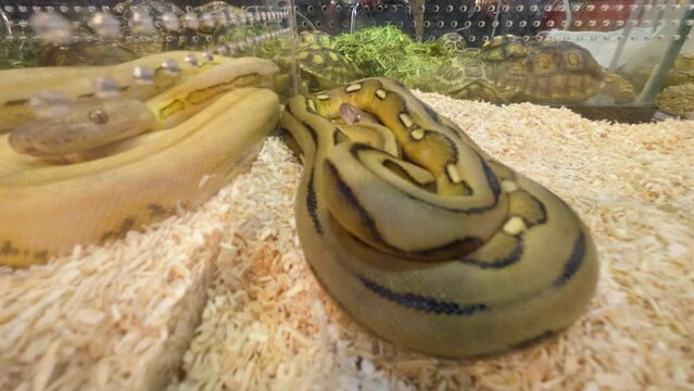 Ball python in the glass cabinet waiting to be sold. It's a popular pet in Thailand.