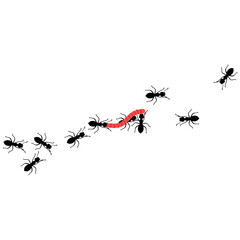 Vector illustration of a group of worker ants walking carrying food together on a white background. Ants carry worms. Hard work concept.