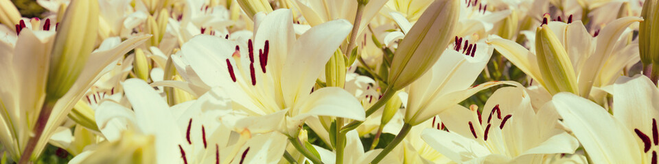 Blooming white lilies nature background. Horizontal banner