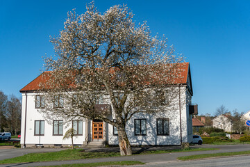 Big beautiful tree with white flowers in spring in front of an old and vintage residential building