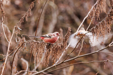 食事中の可愛いベニマシコ（アトリ科）。

日本国神奈川県相模原市、早戸川林道にて。
2024年1月3日撮影。

A lovely Long-tailed Rosefinch (Uragus sibiricus, family comprising finches) at mealtime.

At Hayatogawa forest road, Sagamihara, Kanagawa, Japa