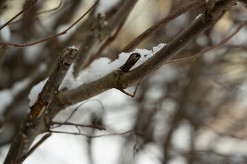 ast schnee baum winter