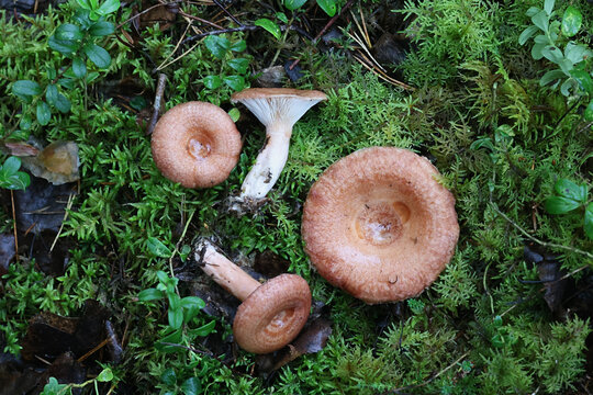 Woolly milkcap, Lactarius torminosus, known as the bearded milkcap, edible wild mushroom from Finland