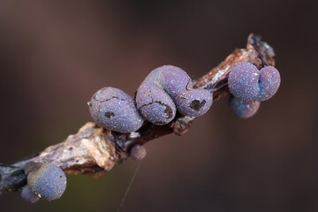 Lamproderma pulveratum, a nivicolous slime mold from Finland, no common English name
