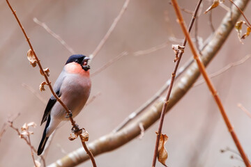 可愛いアカウソ（アトリ科）。

日本国神奈川県相模原市、早戸川林道にて。
2024年1月3日撮影。

A beautiful Eurasian Bullfinch (rosacea), (Pyrrhula pyrrhula rosacea Seebohm, family comprising finches).

At Hayatogawa forest road, Sagamihara, Kan
