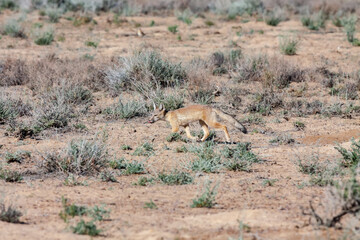 Juvenile of Corsac fox (Vulpes corsac) running in the natural desert habitats, Betpak Dala, Kazakhstan