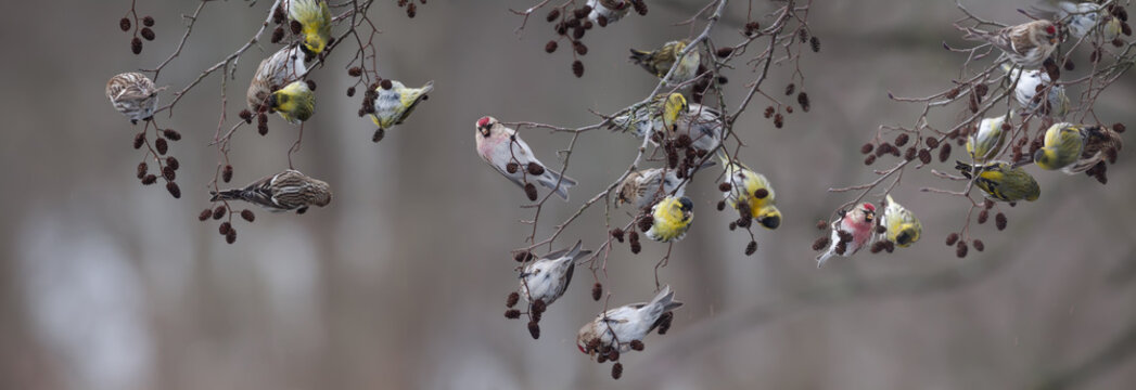 A flock of Eurasian siskins (Spinus spinus) and common redpolls (Acanthis flammea) feeding on an alder tree in winter