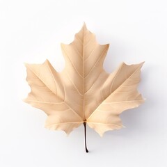 Autumn maple leaf isolated on white background. Flat lay, top view. AI.