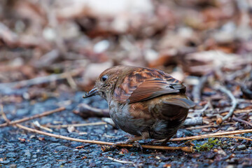 可愛いカヤクグリ（イワヒバリ科）。

日本国神奈川県相模原市、早戸川林道にて。
2024年1月3日撮影。

A Lovely Japanese Accentor (Prunella rubida, family comprising Rock larks).

At Hayatogawa forest road, Sagamihara, Kanagawa, Japan,
photo by janu